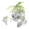 Plantogarra, Cintilante