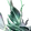 Ignítis, Forma de Floresta