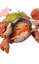 Florigarra