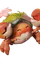 Florigarra