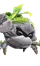 Plantogarra