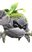 Plantogarra