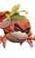 Plantogarra