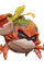 Plantogarra