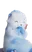 Conchilontra