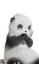 Conchilontra