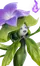 Ervassom