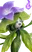 Ervassom