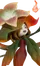 Ervassom