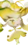 Íris