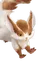 Raí