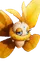 Borboscama