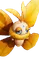 Borboscama