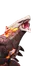 Magmarex