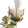 Espilâmina, Forma de Torrilenha