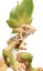 Rugissauro