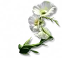 Essência de Planta