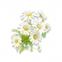 Margarida Lunar