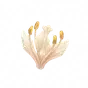 Estame da Rosa do Ursonho