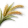 Trigo