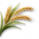 Trigo