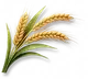 Trigo