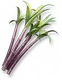 Cana-de-Açúcar