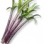 Cana-de-Açúcar