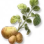 Batata