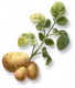 Batata