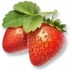 Morango