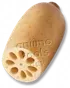 Raiz de Lótus