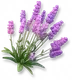 Alfazema