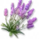 Alfazema