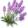 Alfazema