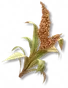 Sorgo
