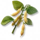 Soja
