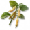 Soja