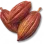 Cacau
