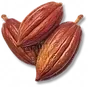 Cacau