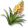 Agave