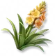 Agave