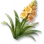 Agave