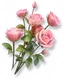 Rosa