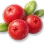 Oxicoco