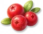 Oxicoco