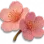 Flor de Cerejeira