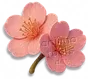 Flor de Cerejeira