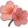 Flor de Cerejeira