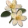 Flor de Laranjeira